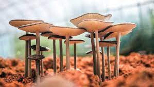 Rilascio dell’idoneità di vendita funghi