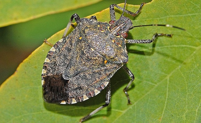 Lotta alla cimice asiatica