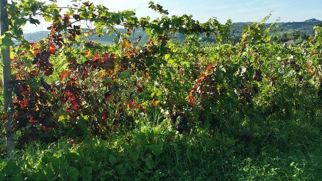Flavescenza Dorata  - Comunicazioni e documentazione per i comuni viticoli della provincia di Asti